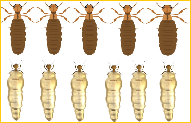 Diệt mối Cần Thơ giá rẻ