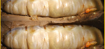 Diệt mối Chúa bằng dầu luyn