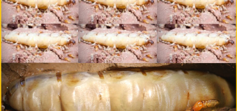 Diệt mối công trình xây dựng giá rẻ