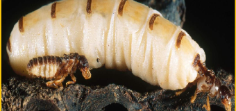 Diệt mối Chung Cư