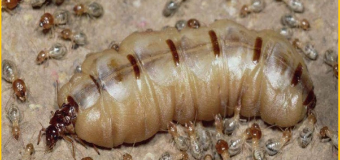 Diệt mối chuyên nghiệp tại tphcm