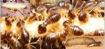 Diệt mối tphcm giá cực rẻ