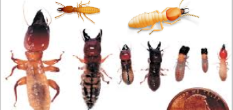 Diệt mối côn trùng giá cực rẻ