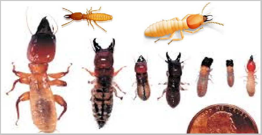 Diệt mối côn trùng giá cực rẻ