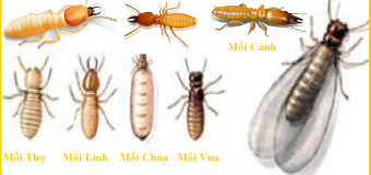 Diệt mối cánh bằng dầu luyn