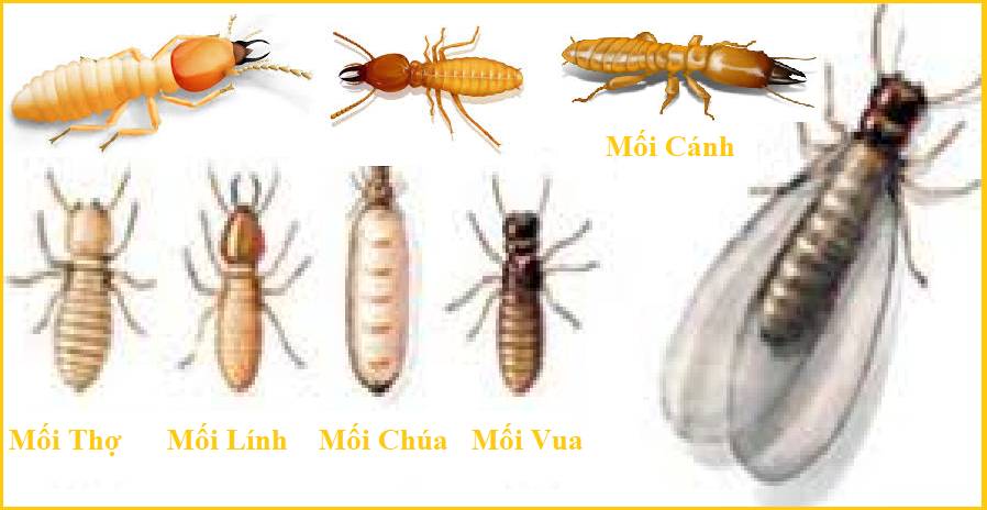 Diệt mối cánh bằng dầu luyn