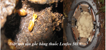 Diệt mối bằng cách nào tốt rẻ