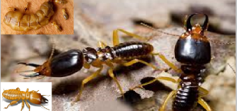 Công nghệ diệt mối Exterra Úc