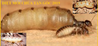 Diệt mối gỗ khô giá rẻ nhất