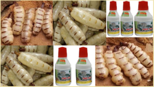 Diệt mối Bình Phước bằng PMC 90