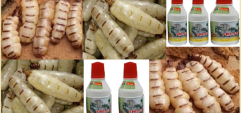 Diệt mối Bình Phước bằng PMC 90