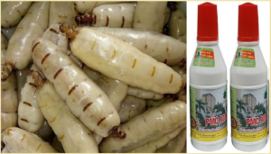 Diệt mối Bình Thuận bằng PMC 90