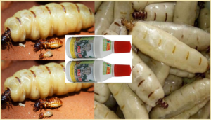 Diệt mối Cà Mau bằng PMC 90