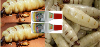 Diệt mối Cà Mau bằng PMC 90