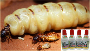 Diệt mối Cao Bằng bằng thuốc PMC 90
