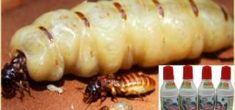 Diệt mối Cao Bằng bằng thuốc PMC 90