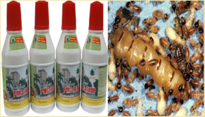 Diệt mối Đắc Lắc bằng thuốc PMC 90
