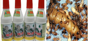Diệt mối Đắc Lắc bằng thuốc PMC 90