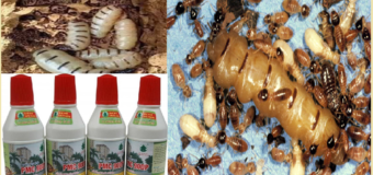 Diệt mối Đắc Nông bằng thuốc PMC 90