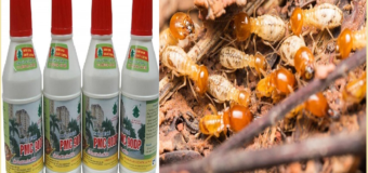 Diệt mối Đồng Nai bằng thuốc PMC 90