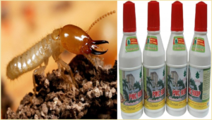 Diệt mối Đồng Tháp bằng thuốc PMC 90