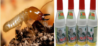 Diệt mối Đồng Tháp bằng thuốc PMC 90
