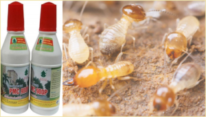 Diệt mối Hà Tĩnh bằng thuốc PMC 90