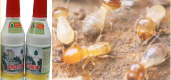 Diệt mối Hà Tĩnh bằng thuốc PMC 90