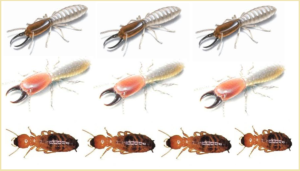 Diệt mối khu công nghiệp giá rẻ hcm