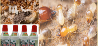 Diệt mối Hải Dương bằng thuốc PMC 90