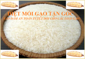 Diệt mối gạo tận gốc