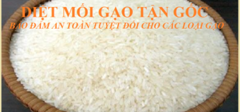 Diệt mối gạo tận gốc