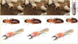 Diệt mối khu vực Hải Dương