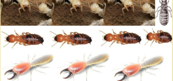 Diệt mối khu vực Hải Dương