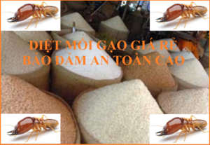 Cách diệt mối gạo dễ dàng nhất