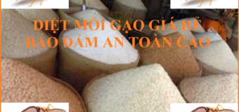 Cách diệt mối gạo dễ dàng nhất