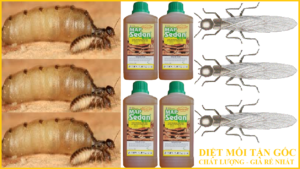 Diệt mối giá rẻ quận 12