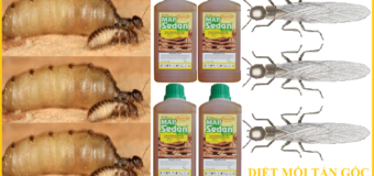 Diệt mối giá rẻ quận 12