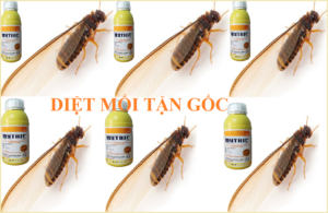 Hướng dẫn cách diệt mối - bước khảo sát