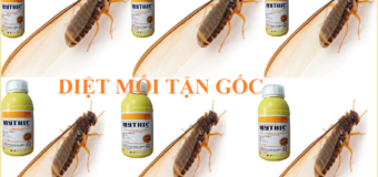Hướng dẫn cách diệt mối – bước khảo sát