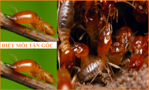 Diệt mối dân gian hiệu quả cao