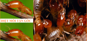Diệt mối dân gian hiệu quả cao