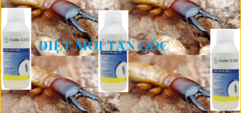 Diệt mối tận gốc hiệu quả cao