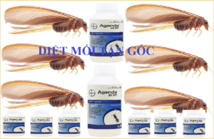 Diệt mối tận gốc như thế nào tốt