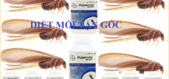Diệt mối tận gốc như thế nào tốt