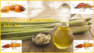 Cách diệt mối dân gian bằng tinh dầu xả