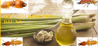 Cách diệt mối dân gian bằng tinh dầu xả