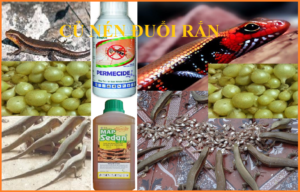 Củ nến đuổi rắn