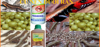 Củ nến đuổi rắn
