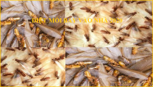 Cách diệt mối khi bay vào nhà